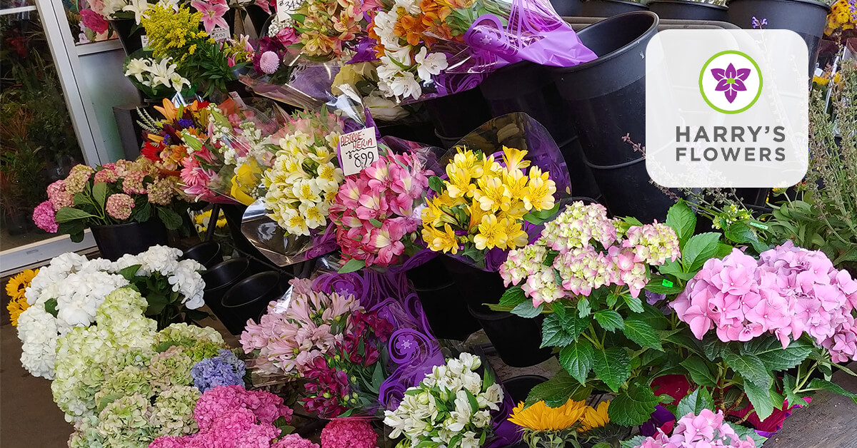 Harrys_Flowers's tweet photo. Hello!  We can't take any more online &amp; phone orders until Wed, May 13.  Due to COVID-19, flower supplies ltd.

You can come by the shop, choose from flowers we have &amp; we'll do our best to make a beautiful bouquet for you.

Continue physical distancing, stay safe and be well! https://t.co/TWgRaiVCPJ