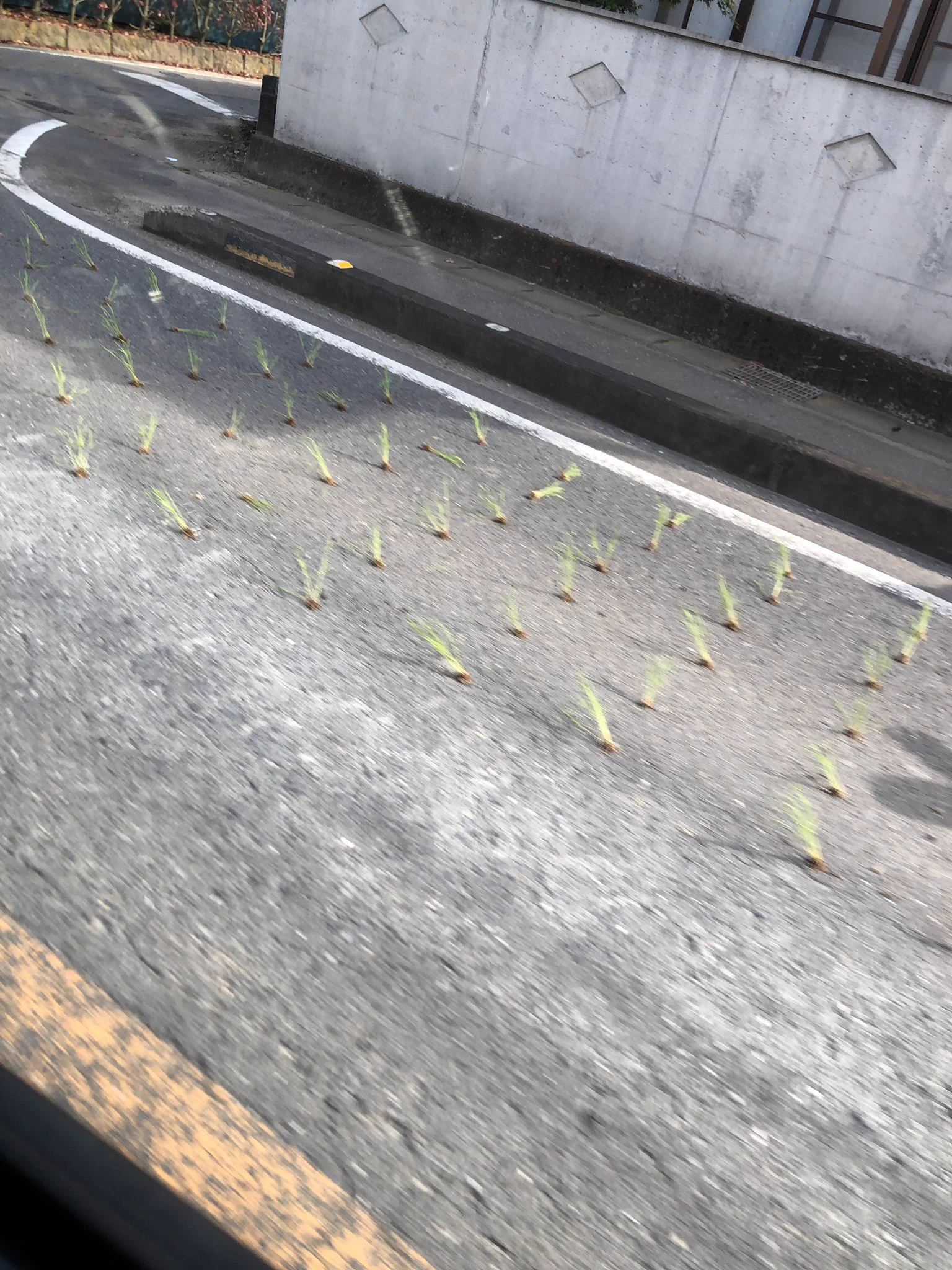 渋滞の先頭が悲劇…！田植え機がアスファルトに苗を植えていたwww