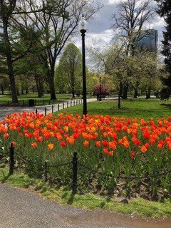 Brigittepetro's tweet photo. #springtimeinboston 

Tulips are up! https://t.co/OKmgID0QlD