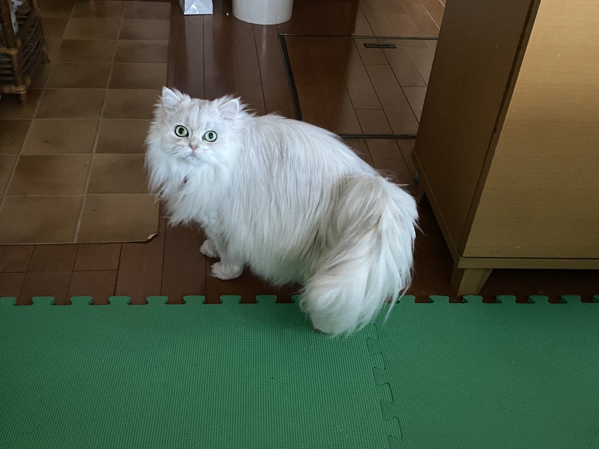 zipperdream2's tweet photo. 今日も美人。
今週ももうおわり。わたしは明日仕事だけど。 https://t.co/Amxgu1JFxj
