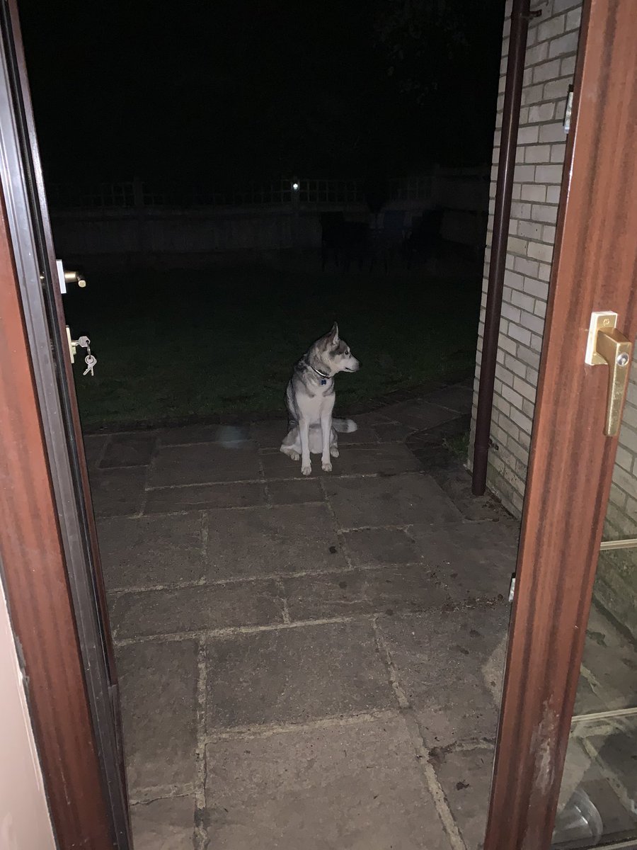 Kel12Rutledge18's tweet photo. In the middle of a standoff with Shadow 🐺 who refuses to come in as she knows it’s bed time 💤 & would much rather moon bathe 🌑 #ShadowTheHusky #Stubborn #ButCute #IWantToGoToBed #SheDoesnt https://t.co/Evz1r5B8Mj