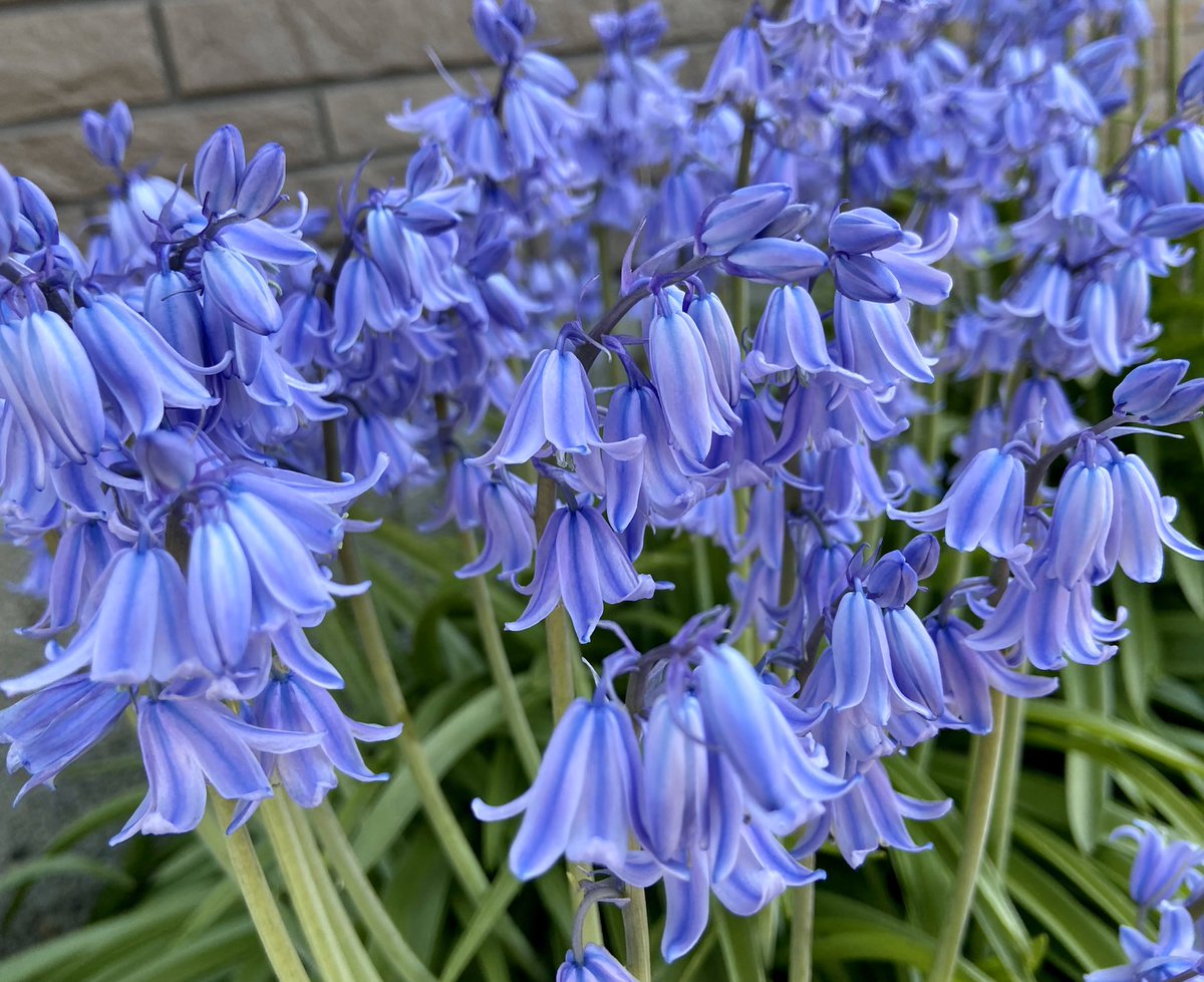 イングリッシュブルーベル