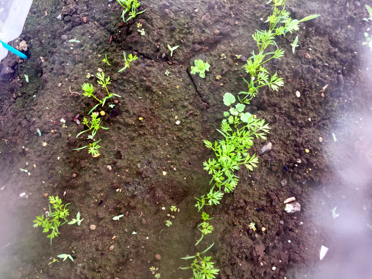 たなみお 朝の畑記録 にんじんの芽がそれらしくなってきてかわいい 雑草抜かなきゃ 二十日大根もう収穫どきかな ブロッコリー小さいのできてきた そしてきゅうりたち うどん粉病かも 白い部分の葉っぱは取った方がいいんだよねえ