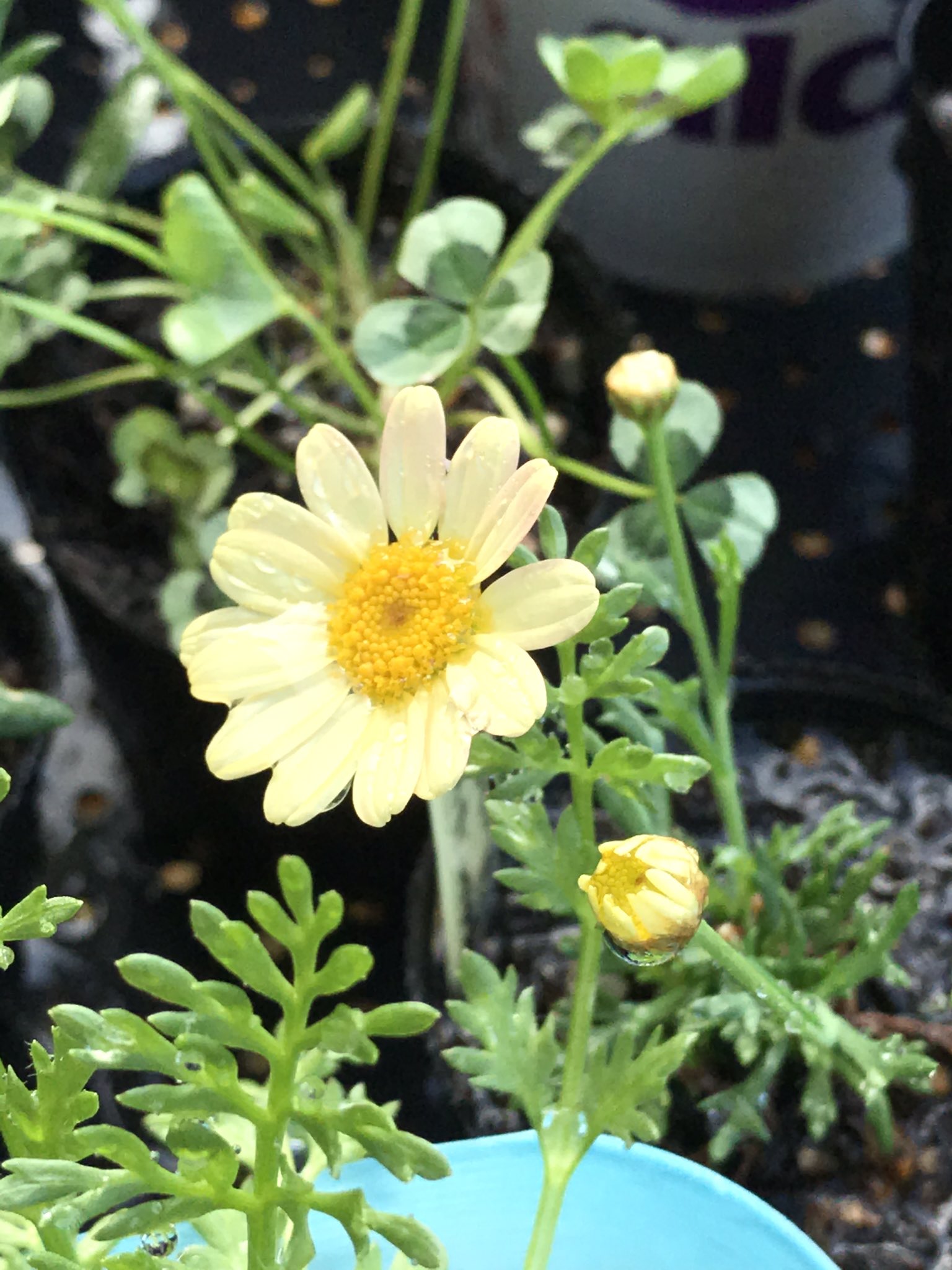 花風 名前を変えました おはようございます 畑が気になりますが プラグポットで発芽した苗たちを植え替えました 朝から充実 艸 仕事なのに 3枚目 マーガレット ピンクレモネード ほぼ黄色٩ ۶ 畑とプランター 家庭菜園 植え替え