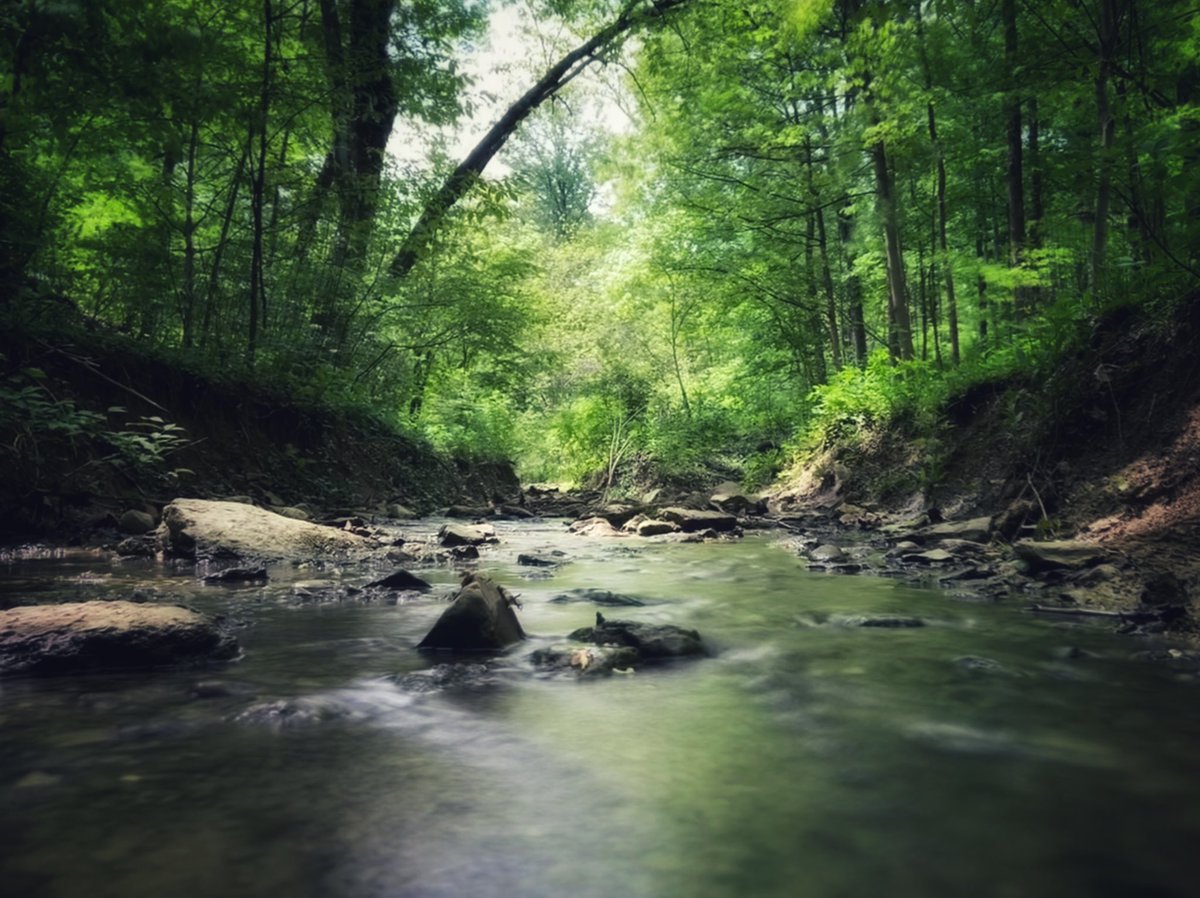 “Leave the road, take the trails” - Pythagore. Enjoy the trails everyone! #aultpark #cincyparks #APAC #takeahike #cincygram #cincyphotographer #cincy #cincydogs #cincyfitness #cincylove #cincyexperience #cincyfinds #hike #hikersofinstagram #trailsofcincy #trailsfordays