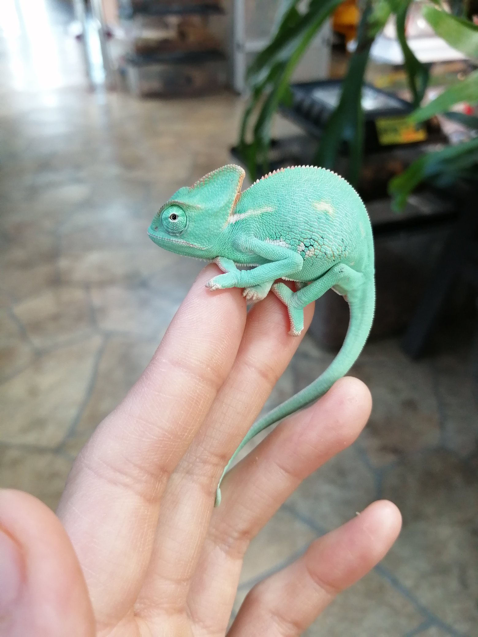 爬虫類倶楽部 中野店 本アカウント エボシカメレオン入荷 可愛いベビーサイズです T Co Caf4b2rmo0 Twitter