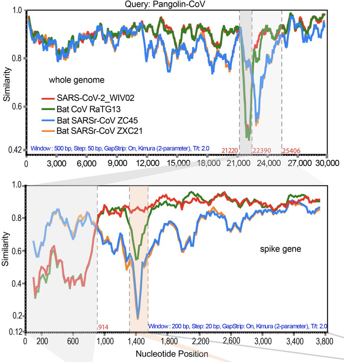 The pangolin  #coronavirus was highly similar to  #SARSCoV2 in several key proteins, including a remarkably similar spike protein RBD that differs from the SARS-CoV-2 RBD at only ONE amino acid position out of ~457 amino acids. (3/5)