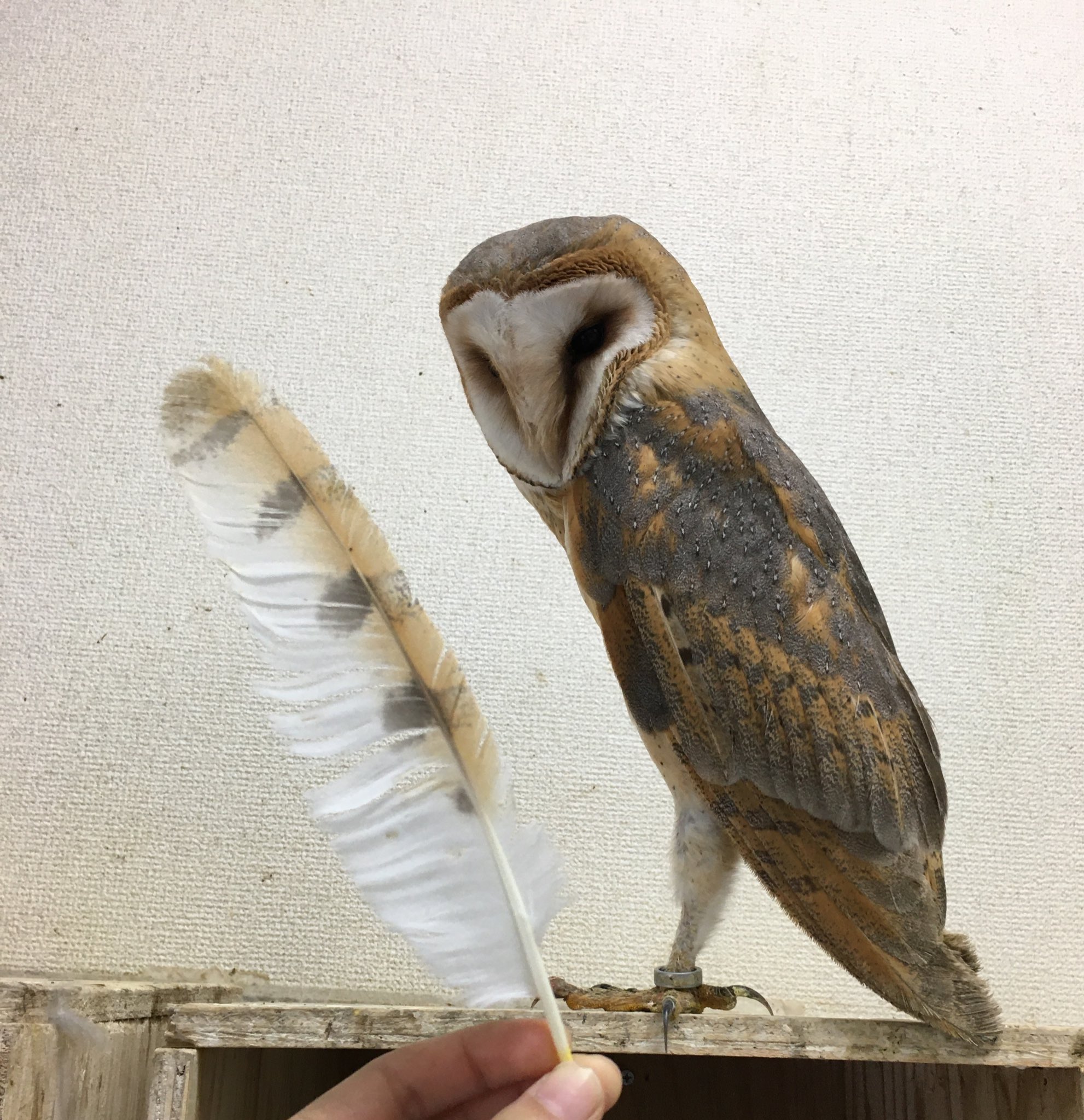 トリ番長 これあなたの落とし物ー 大きくてかっこいいね メンフクロウ フクロウ 鳥 写真 動物写真 動物好き ふくろう好き もふもふ 猛禽類 T Co Kh2lgmbda7 Twitter