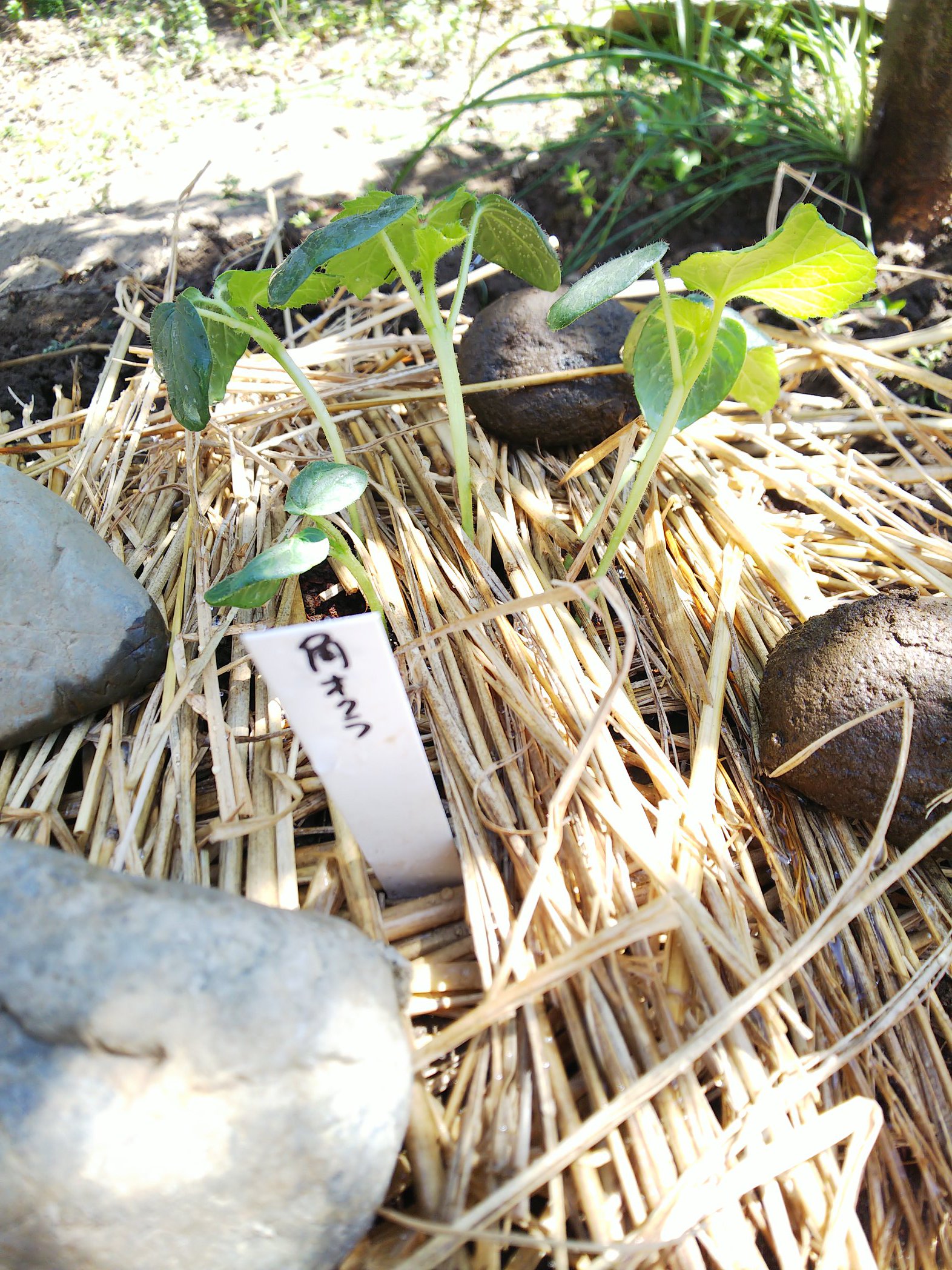 信州発 家庭菜園 Q S Natural Garden オクラ ネキリムシ対策 昨日何者かにやられたのか 今朝も生き返らず 昨夜準備した牛乳パックで囲んでみました 家庭菜園あるある T Co D7kvs3ngna Twitter