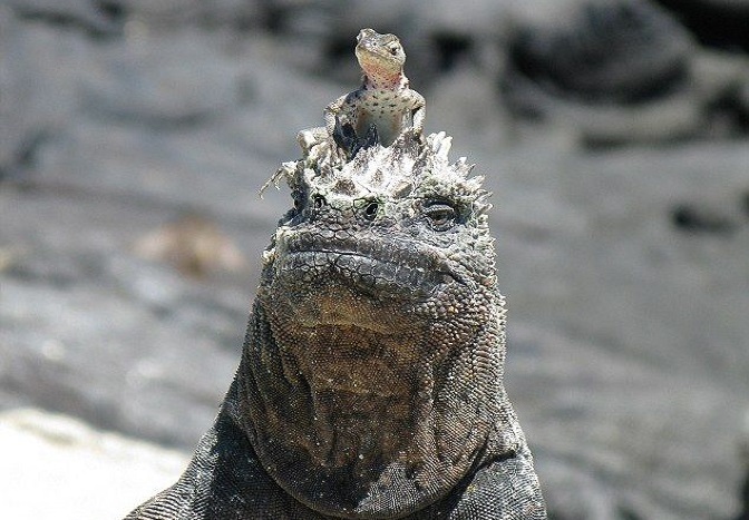 Marine iguanas often host small lizards to keep away the flies.