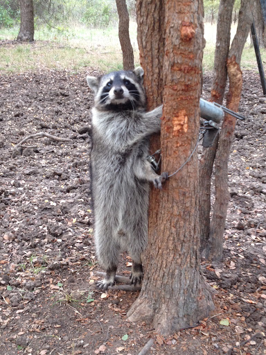 NHCART's tweet photo. Trappers call what they do a sport. Does this look sporting to you? #NHCART #BanTrapping #Raccoon #ProtectWildlife #TrappingisNOTConservation https://t.co/u6U5CITQZi