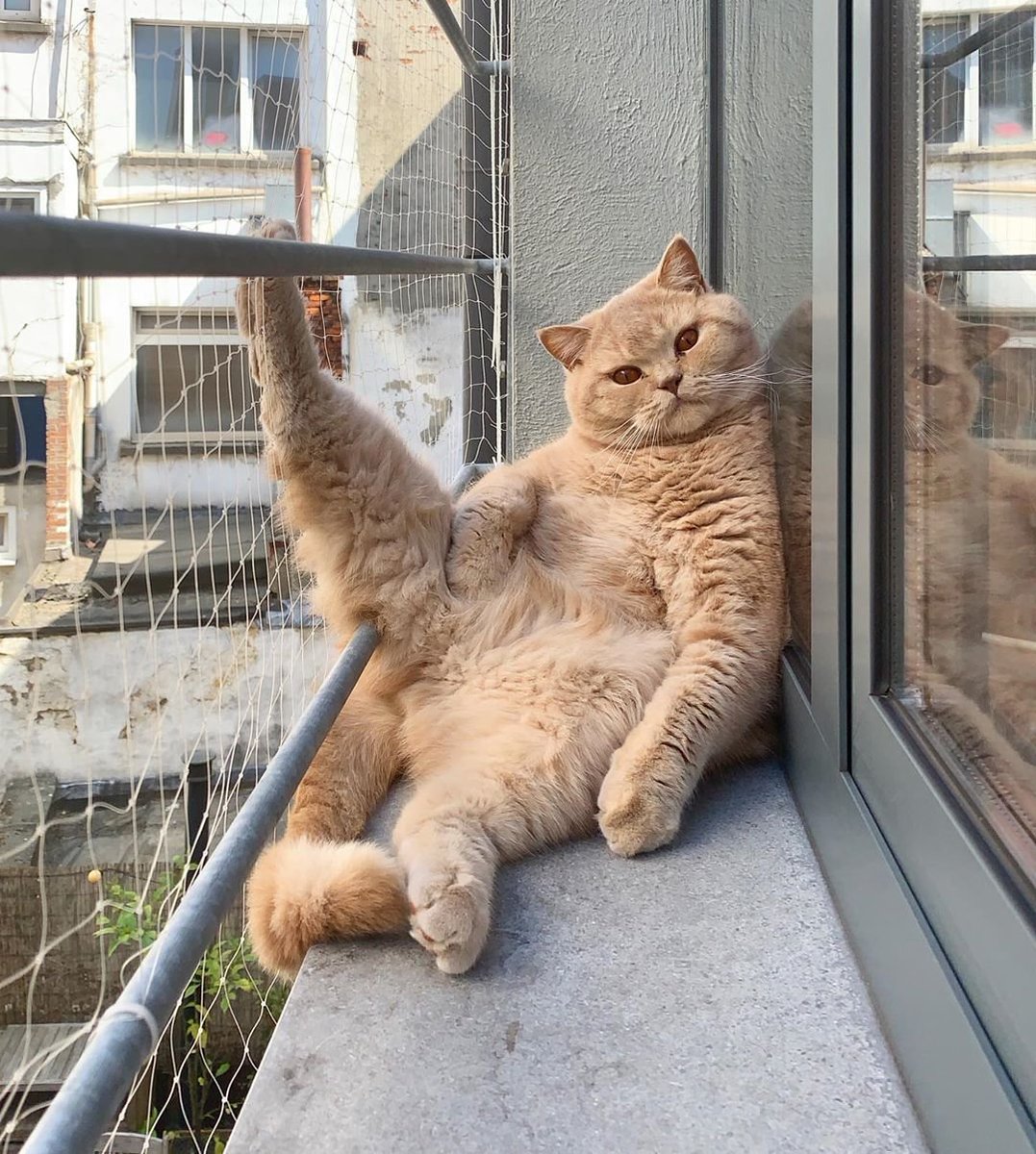 ก๊วยเอง : แมวสองตุว 😺😼 tweet media