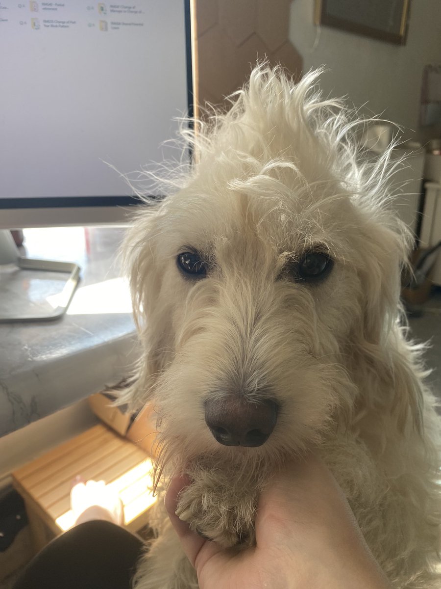 Been working with VBA this week, Looney knows that means I deserve an extra helping paw. She’s got her lockdown Mohawk on the go and is looking fabulous #WomenWhoCode #WomenInTech #Lockdowndogs