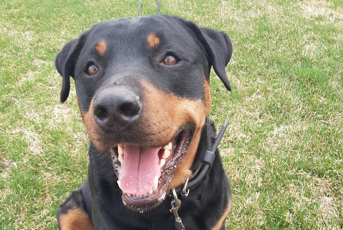 servicerotties's tweet photo. It was a good day to be a dog. Except for opening a few doors, and picking up a few dropped items, most of my job today consisted of just flashing a smile and looking good. I get paid very well for these services.
#servicedogs #dogsoftwitter #paidwell #smile #alberta #dogs https://t.co/FlxubtT5pc