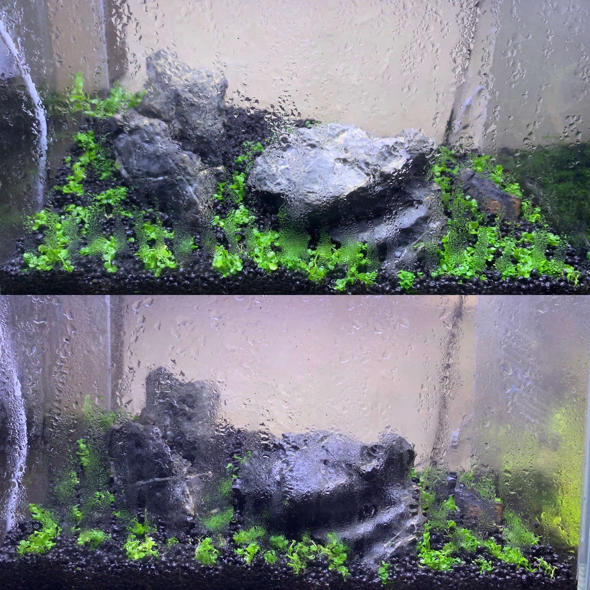 K Suke ニューラージパールグラスを植えてから一週間後くらいの時の写真と植えたばかりの比較です 順調に育ってる ミスト式 はカビやすいから吸着系のソイルで立ち上げた後に栄養系足した方がいいと聞いたんですが そろそろ栄養系足し時ですかね W