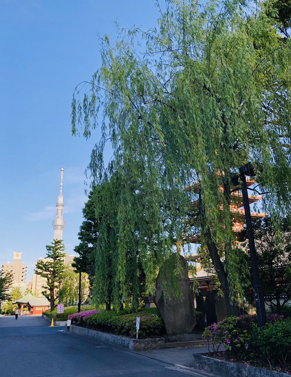東京新聞したまち支局 V Twitter 浅草寺のしだれ柳が見事 緑が涼しげに揺れていました 東京新聞したまち支局 V Twitter 浅草寺のしだれ柳が見事 緑が涼しげに揺れていました
