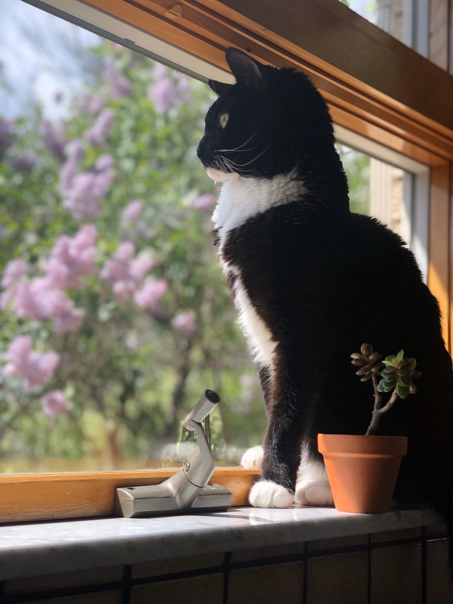 ZeekTheCat's tweet image. 