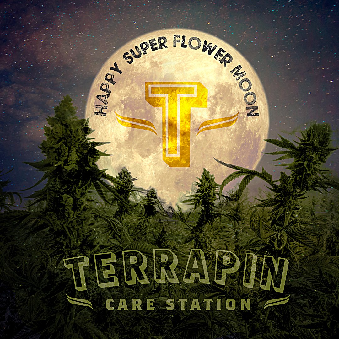 TerrapinCare's tweet photo. The last supermoon of 2020 is tonight's Super Flower Moon  🌻🌝🌸 Take a moment to step outside, appreciate it's beauty and don't forget to howl for your budtenders and other frontline workers at 8PM tonight! #fullmoon #superflowermoon #coloradocannabis #cannabiscommunity https://t.co/88SXqjoxFz