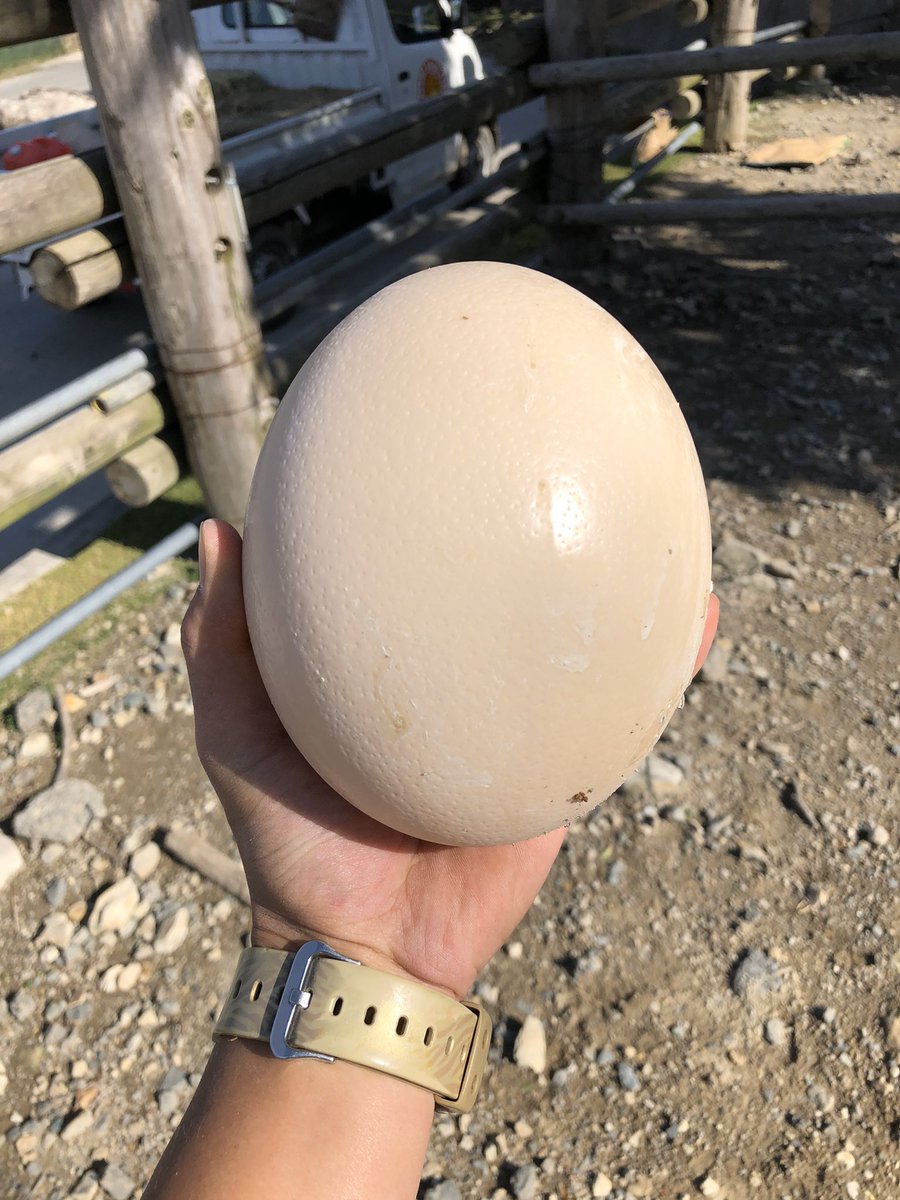 最近、アフリカゾーンのダチョウが卵を産んでくれます🥚！なんと1kg