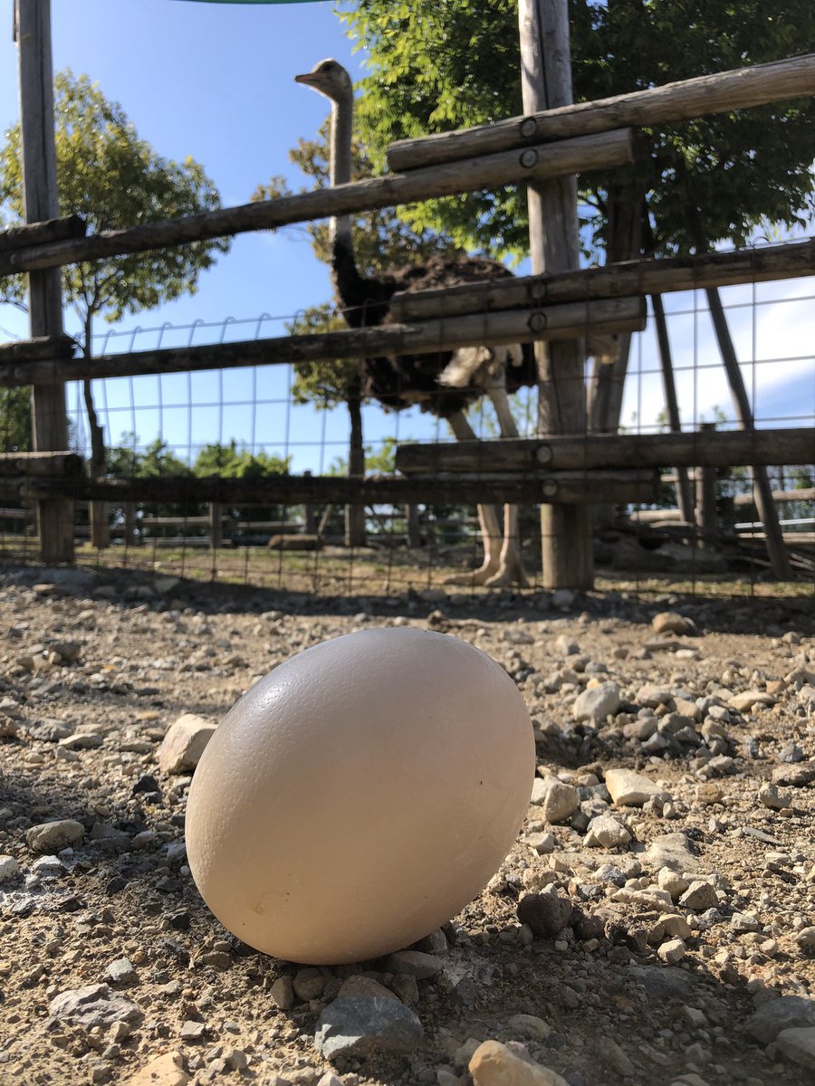 最近、アフリカゾーンのダチョウが卵を産んでくれます🥚！なんと1kg