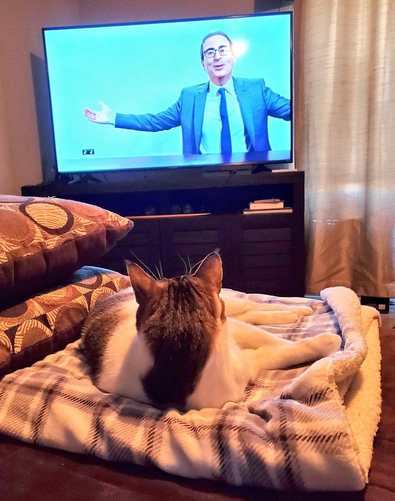 jackson_neptune's tweet photo. Looking forward to the next new #catweektonight
#CatsOfTwitter #CatsOfTheQuarantine #NeptuneTheCat #weekendplease https://t.co/C911ty7yE3