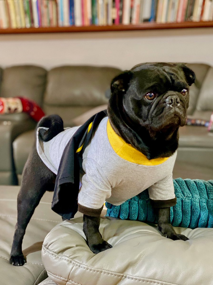 OSWALDORIOSM's tweet photo. Es es una misión para... 

                                      ¡#BatPug! https://t.co/JrK58KtGvO