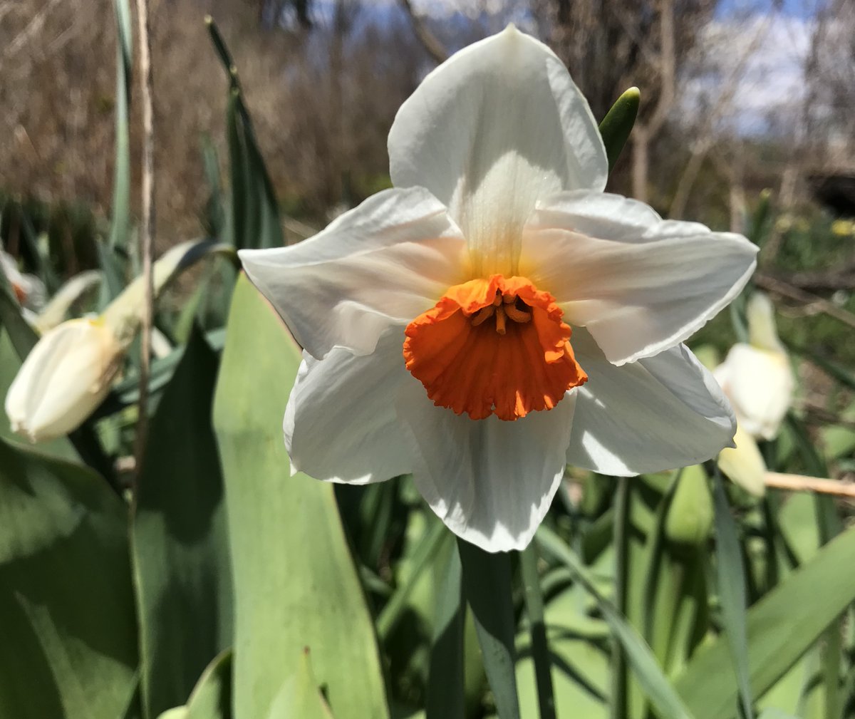 What’s in Bloom | Narcissus ‘Professor Einstein’ has delighted gardeners and enriched spring gardens since it was introduced to the industry almost 60 years ago! #OurGardensyourHome