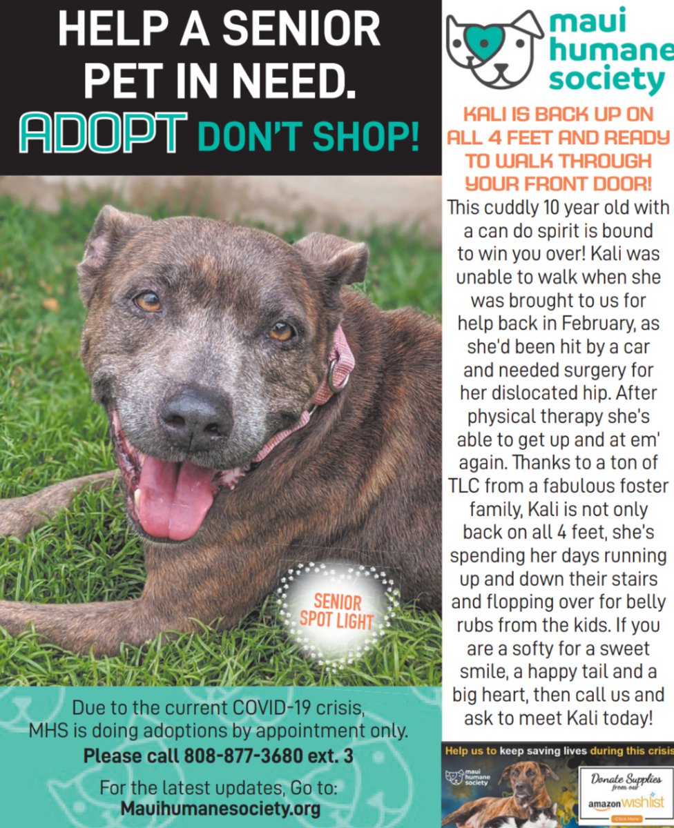 mauihumane's tweet photo. Sweet survivor Kali is this week's @Mauitimeweekly #SeniorSpotlight ! 

Think she could be the one for you? Call us at #808-877-3680 ext 3.

#MauiTimeWeekly #MauiHumaneSociety #SeniorSpotlight https://t.co/81QesS4uK8