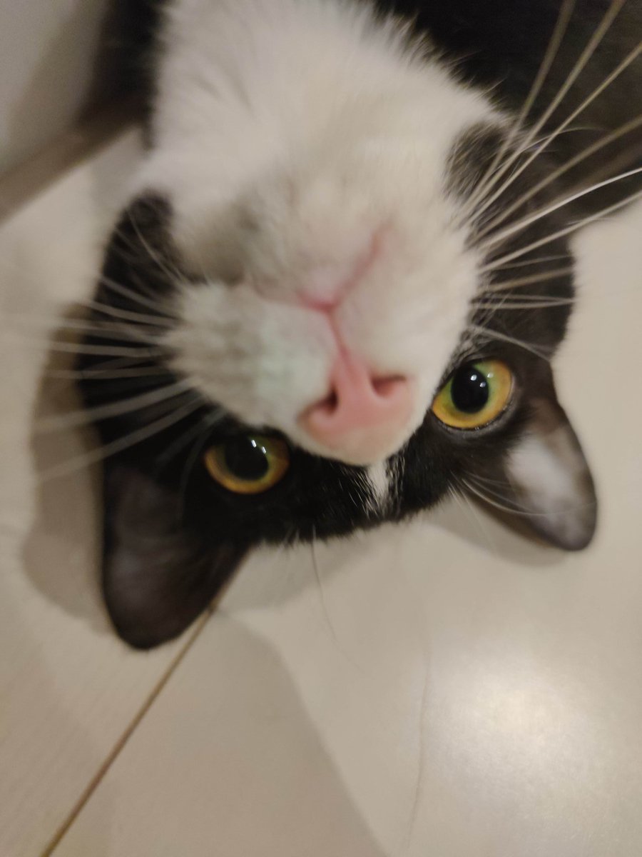 nekoadayo's tweet image. おはようございますｳｨｰｰｰﾝ