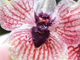 The "Orchid Diabolicus" is a real endangered flower that looks like it hosts a demon in the bloom.  When I fictionalized the intent of the plant, my sister drew me a graphic of it.  I couldn't put it in the book, but I like the image! #RorschachTestBook