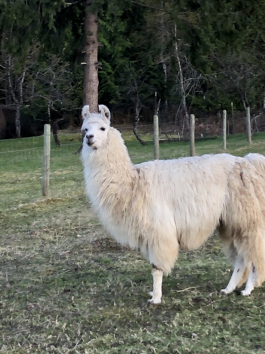 Llamas to the rescue tinyurl.com/y9aby3zc