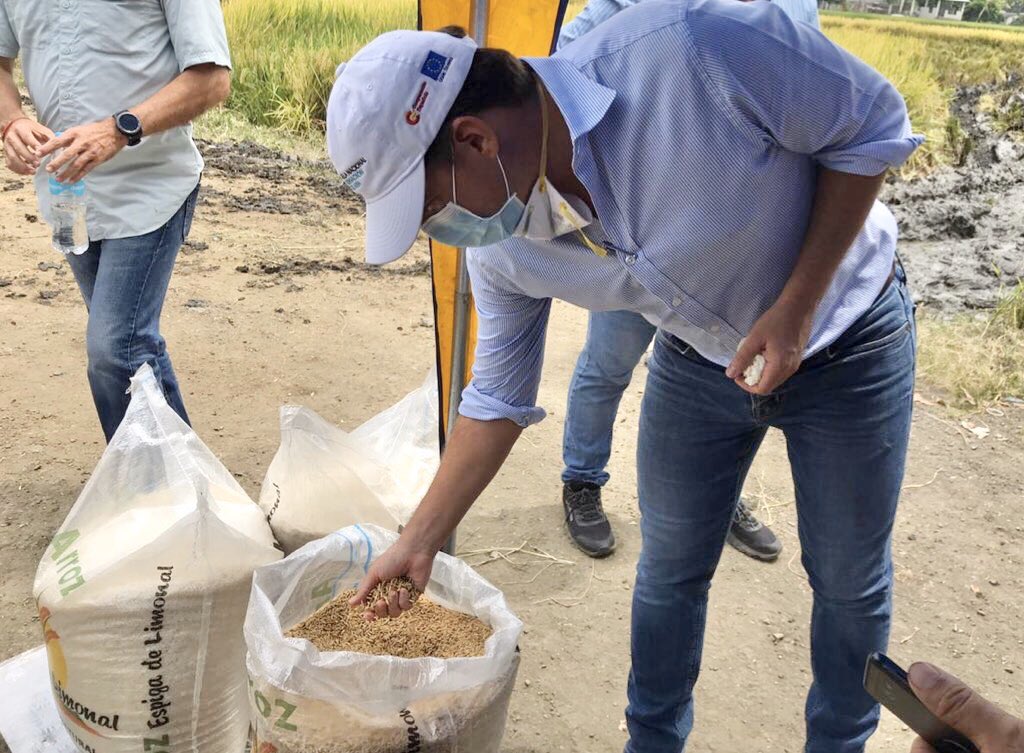 En la Parroquia El Limonal, vemos con éxito cómo el acompañamiento técnico, la productividad, tecnología, el valor agregado y el comercio directo crean esperanza y resultados concretos. ¡El trabajo de <a href="/AgriculturaEc/">Agricultura, Ganadería y Pesca Ecuador 🇪🇨</a> en el campo no se detiene!