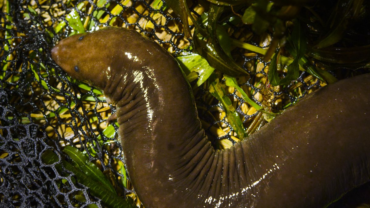 riotandthedance's tweet photo. "Like most salamanders, the three-toed amphiuma, has four legs, but in this case, the legs are strictly decorative. Holding one feels like holding a mucus coated tube sock full of mud." - #riotandthedancewater #amphiuma https://t.co/tfbKyfe5t9