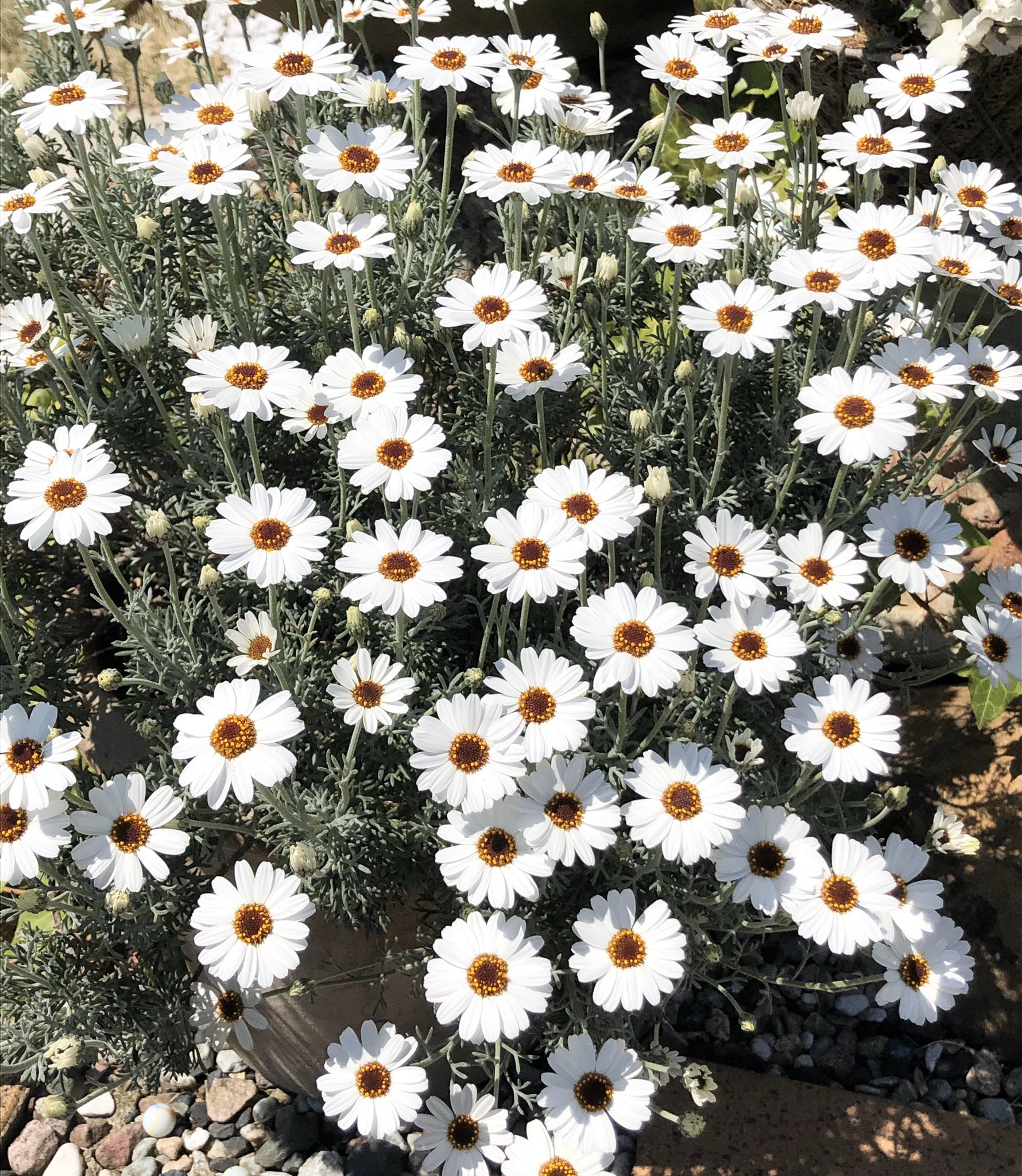 フェアリーマーブルピンク Twitter Search Twitter