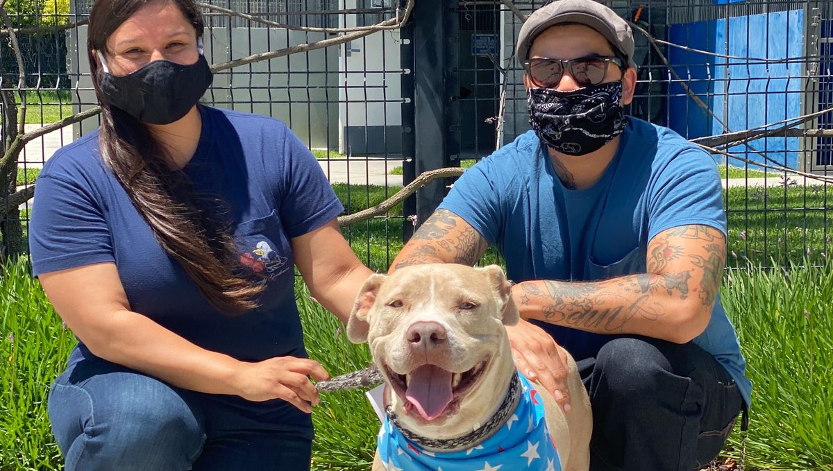 spcaLA's tweet photo. What a day π Benedict is off to start his new life in City Terrace π He's been with us since January.β
β
β
#Since1877 #FriendsforLife #spcaLAAdopt #PitBull #PittiesofTwitter #GotchaDay #LongBeach #RescuePetsofTwitter #DontBullyMyBreed https://t.co/pHbhPu4ijM