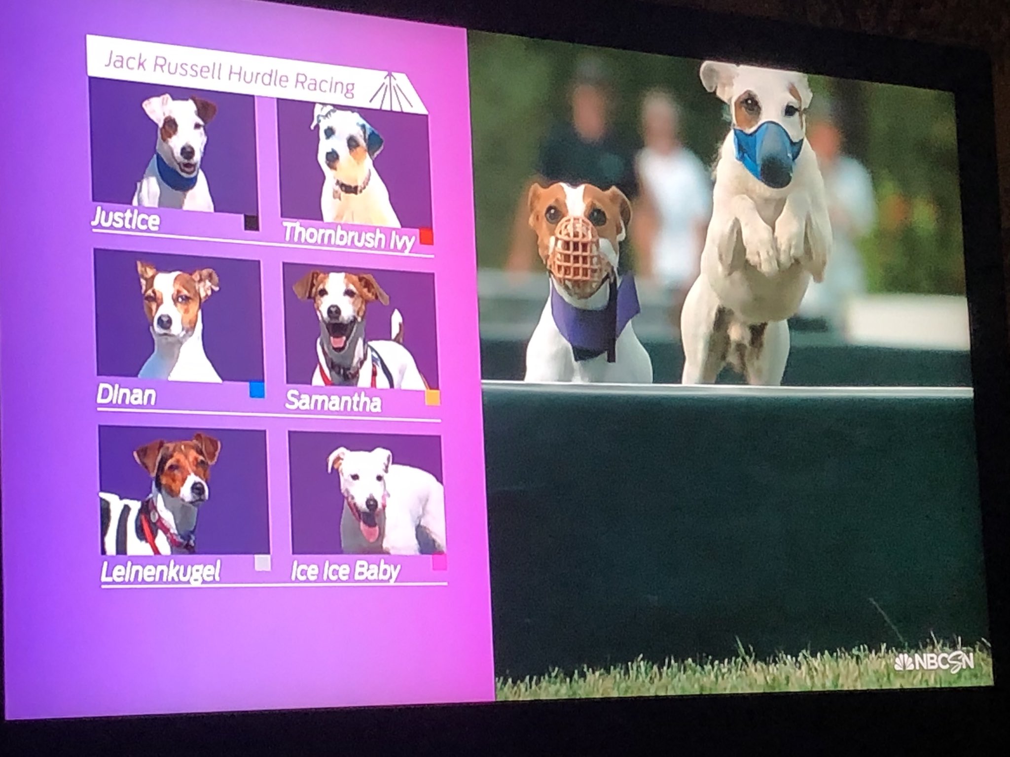 jack russell hurdle racing