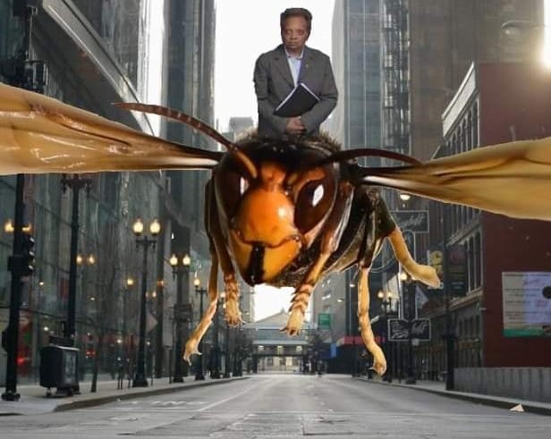Mahlady70's tweet photo. Ok. Who did this?! #Lightfoot #MurderDrones #MurderBees #KillerBugs #RevengeoftheFly #CatchMeOutside https://t.co/C9DL75QVIE