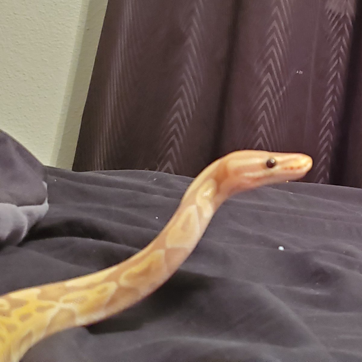 Two nights of Charlie? Yes please! Cute little #periscope tonight. ❤️

#charlietheunicorn #bananaking #bananaballpython #ballpython #ballpythonsofinstagram #snek #blelele #goingup #pythonsofinstagram #pythonregius #python #babyboy #cuddlenoodle #cutietootie