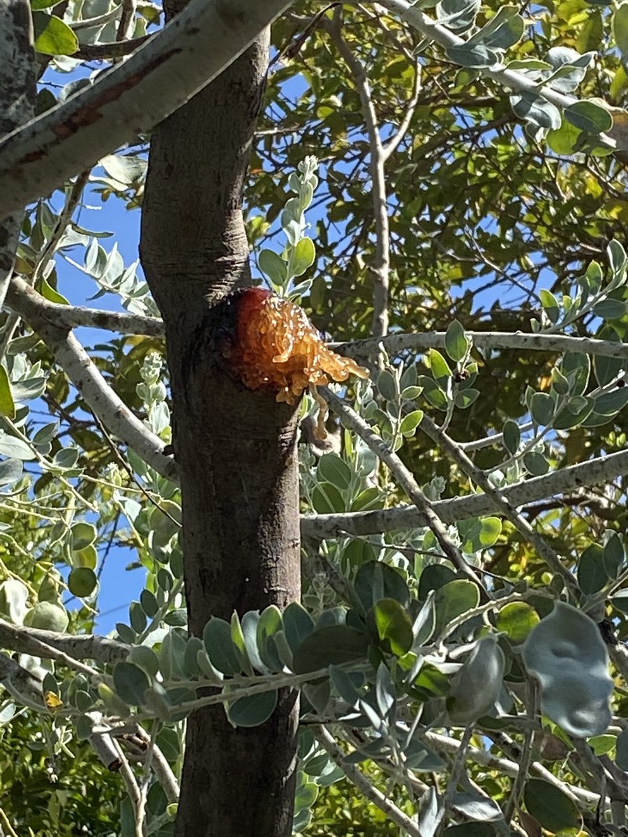 k4lliopi's tweet photo. is this beginning of beehive? #beehelp https://t.co/Ld38oGeWB9
