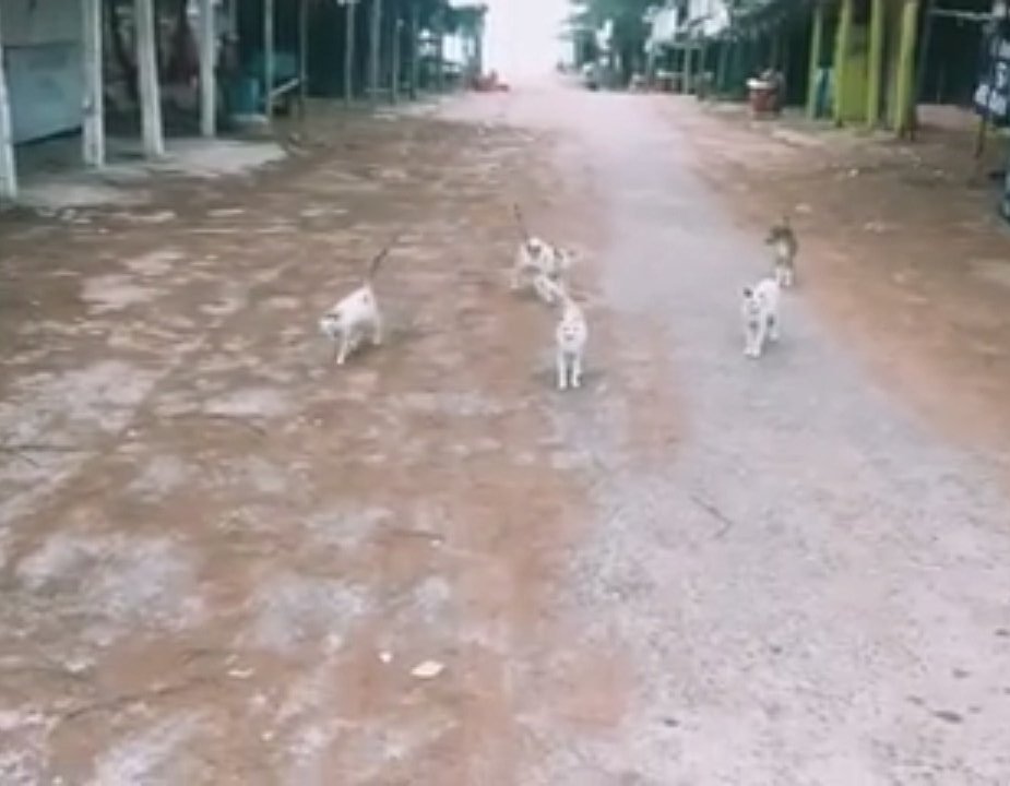 Kaleeprasad4's tweet photo. @imbebita1 @AswiniMohanty13 @Debiprasad_DP @AlokGSpeaks Dear madam,There are many kitties (20+cat)suffering for hunger due to lock down at pir Jahania picnic spot. Because No one is comming to Jahania now for picnic. They are the real Mo_Beach heros of Jahania. Can you please arrange a daily feeding system for them ! An humble request https://t.co/h0BVbxTwkO