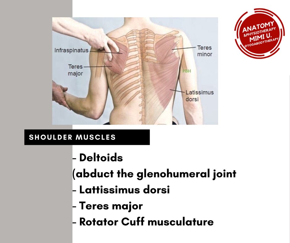 housetechnofam's tweet photo. Shoulder Muscles
- Deltoids: abduct the glenohumeral joint
- Lattissimus dorsi
- Teres major
- Rotator Cuff musculature
 
#shoulder #muscles #anatomy #anatomygeek #physiotherapy #anatomytutorial

[Thai version] เดลตอย กลีโนฮิวเมอรอล แลทติสิมัส ดอซาย เทเรส เมเจอร์ และ โรเทเทอร์คัฟ https://t.co/bEa6JMpCLj