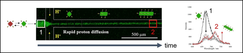 ChemSystemsChem's tweet photo. Proton-gradient-driven #SelfAssembly of porphyrin and in situ dynamic analysis in a #microflow platform #nonequilibrium (Numata et al.) https://t.co/4l7rMFhnnm https://t.co/WnqlvIvJ5T