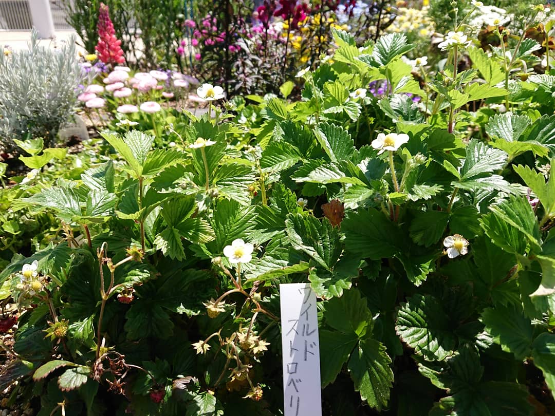 Otsukamuseum V Twitter 本日の鳴門市はとてもよいお天気です 1階庭園の花壇にはワイルドストロベリーのお花が綺麗に咲いていました よく見ると 小さくイチゴが実り始めている様子も 大塚国際美術館 鳴門市 花壇 ワイルドストロベリー