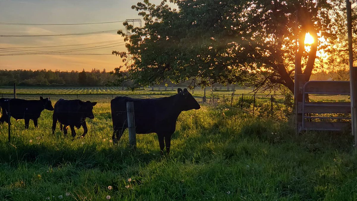 AMAppel's tweet photo. Enjoying our beautiful evening! 
#triplets #countryliving #farmlife https://t.co/9S4arkV2mx
