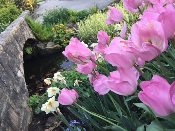 Flowers. That's right. No tits n' ass. If that annoys you, go buy my vids. If you like it, you're welcome<a href="/tag/assworship"class="tags"><span>#assworship</span></a><a href="/tag/facesitting"class="tags"><span>#facesitting</span></a><a href="/tag/satinpanties"class="tags"><span>#satinpanties</span></a>