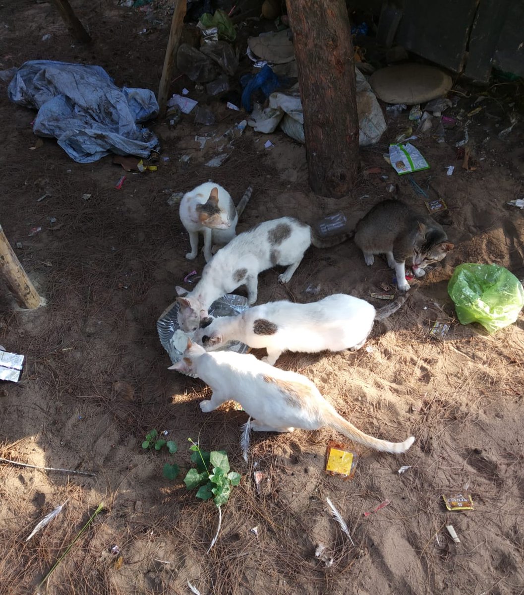 Kaleeprasad4's tweet photo. @imbebita1 @AswiniMohanty13 @Debiprasad_DP @AlokGSpeaks Dear madam,There are many kitties (20+cat)suffering for hunger due to lock down at pir Jahania picnic spot. Because No one is comming to Jahania now for picnic. They are the real Mo_Beach heros of Jahania. Can you please arrange a daily feeding system for them ! An humble request https://t.co/h0BVbxTwkO