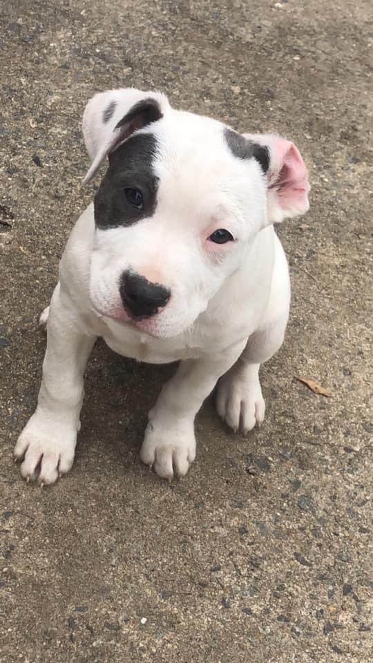 white dog with black eye patch