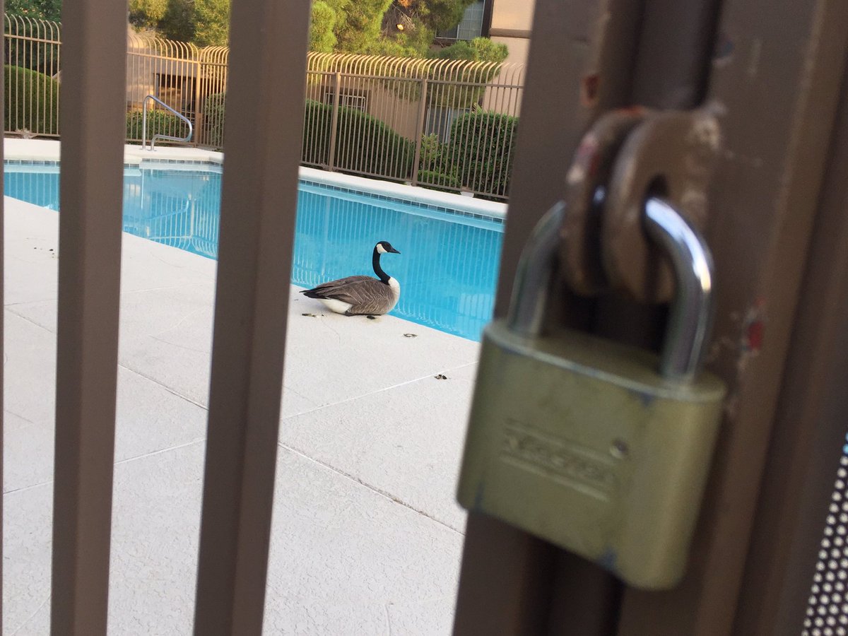 Amber Renee Dixon tweet media