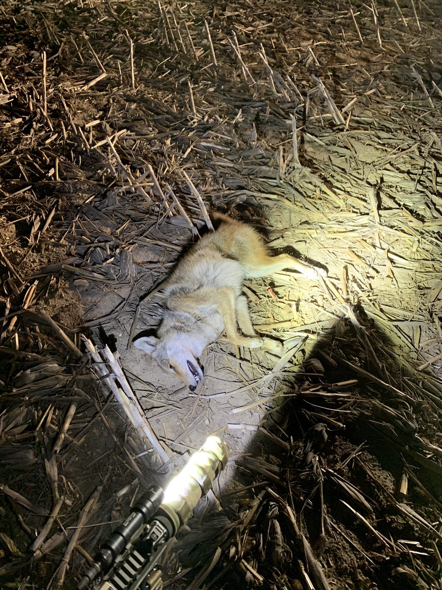 notarealfarmer's tweet image. Number 3! The Ric Flair “WOOOO!” and 75gr soft point gold dots work every time. #DumpedHim #CalfSecurity #FarmDefense