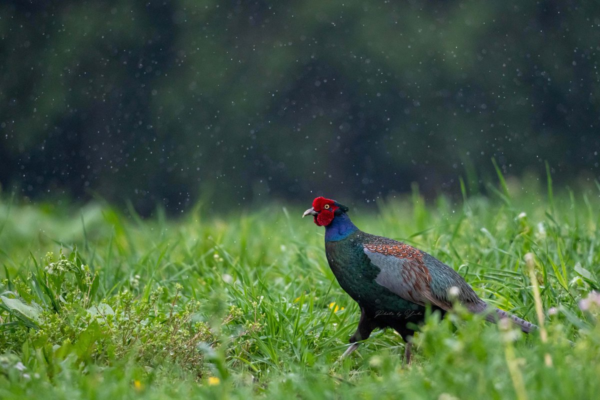 Yuki Yuchi 結内ゆき 野鳥写真時々空 Twitterren キジ 朝 キジが鳴くと雨 地震が近付くと大声で鳴くそうです 興味深いお話です キジ 野鳥 国鳥 バードウォッチング ファインダー越しの世界 Yuki Yuchi 結内ゆき 野鳥写真時々空 Twitterren キジ 朝 キジが鳴くと雨 地震が近付くと大声で鳴くそうです 興味深いお話です キジ 野鳥 国鳥 バードウォッチング ファインダー越しの世界